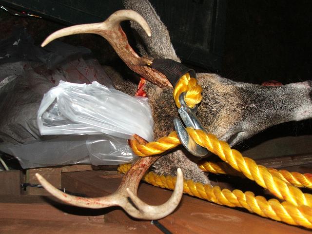 deer just rack and head.JPG